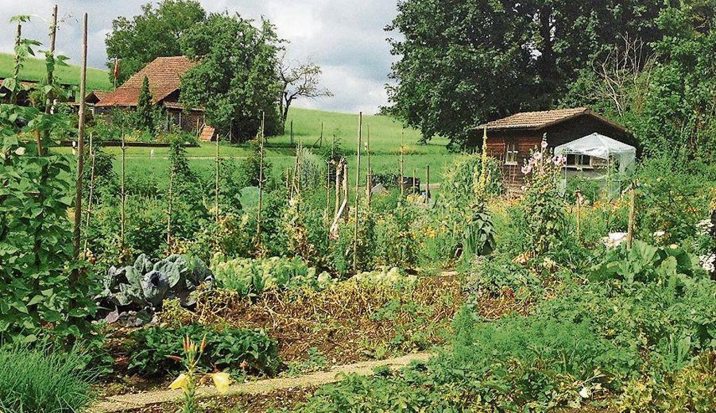 Ein typischer Familiengarten mit Gartenhaus, Gemüse- und Blumenbeeten sowie Bohnenstickel.
