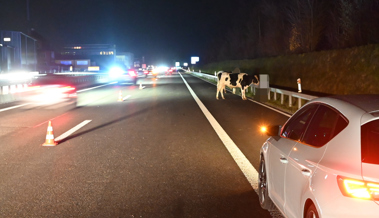 Viehanhänger mit drei Rindern drin auf Autobahn gekippt