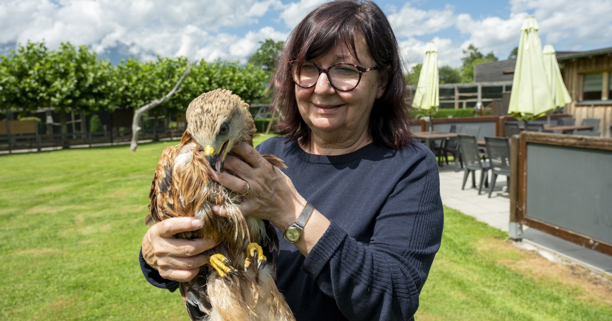 Mit Leidenschaft für die Natur: Der Greifvogelpark Buchs und Lucien ...