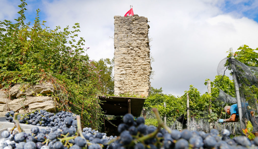 Rekordfrühe Weinlese: Rheintaler Winzer erwarten heuer einen Spitzenjahrgang