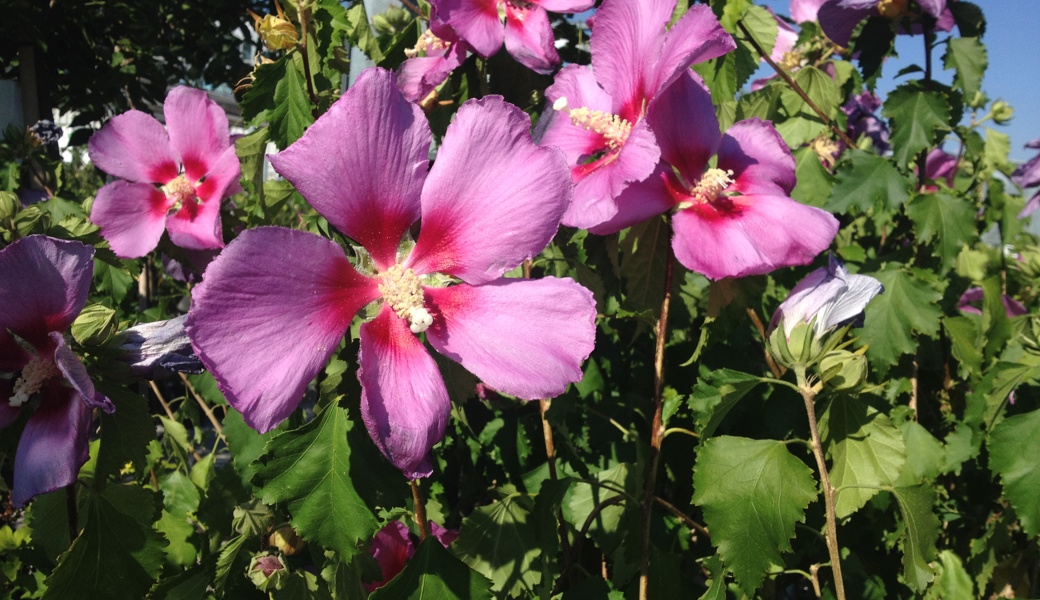 Jetzt Gehölze richtig zurückschneiden und Blütenfülle sichern