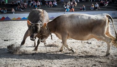 St. Galler Regierung greift für  Olma-Gastauftritt erneut nach Lotteriefondsgeldern – Grüne und SVP sind erzürnt