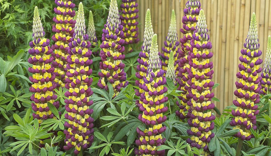 Zweite Blüte einer aussergewöhnlichen Lupine Namens Manhattan Lights.

