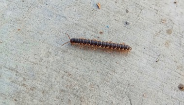 Nach dem Regen kommt das Krabbeln: Tausendfüssler erobern das Rheintal