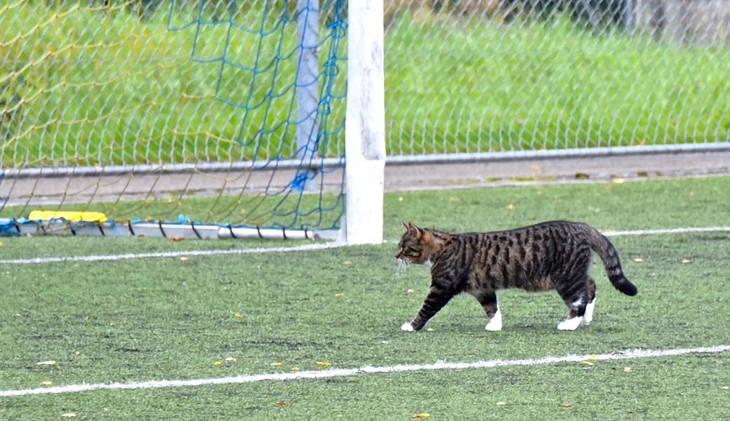 Auf dem Sportplatz Kellen in Tübach spielte sich eine Katze mühelos in den Rebsteiner Fünfmeterraum. 