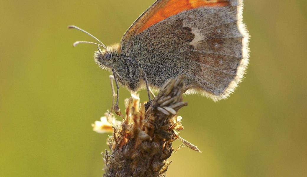 Das Kleine Wiesenvögelchen auf einer Flockenblume. 