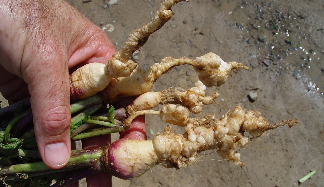 Mit der richtigen Fruchtfolge bleiben Kreuzblütler, Lauch und Hülsenfrüchte gesund