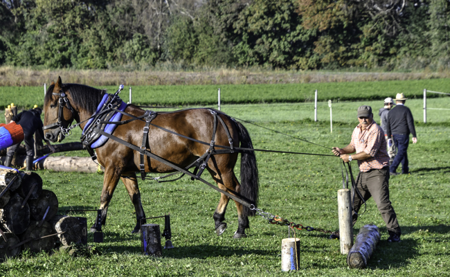 Faszinierende Kraft auf vier Hufen: Stelldichein der Holzrücker in Kriessern