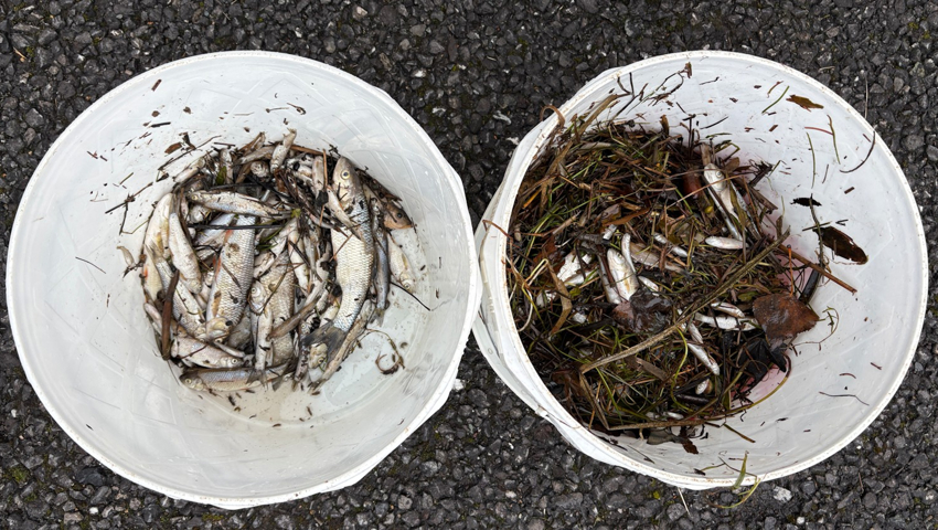 Rätselhaftes Fischsterben in der Ländernach: Rund 100 tote Fische eingesammelt
