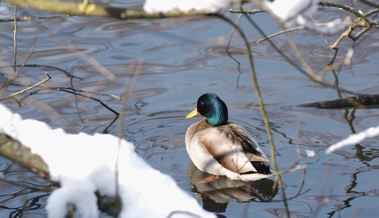 Enten brauchen kein Brot, es schadet ihnen mehr als es hilft