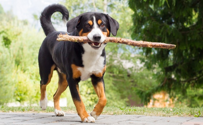 Unliebsame Begegnungen von Menschen mit Hofhunden