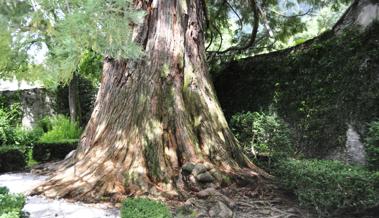 Garten: Es ist Zeit, Bäume zu setzen