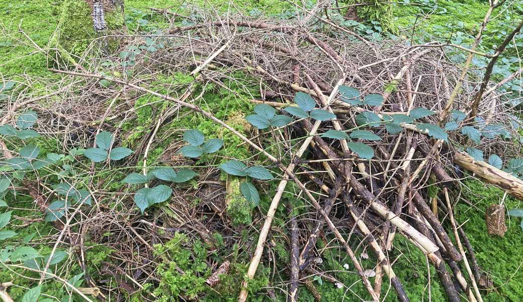 Es ist sinnvoll, aus der im Garten anfallenden Biomasse einen Ast- und Laubhaufen anzulegen.