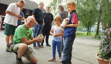 Fünf junge Schleiereulen im Riet