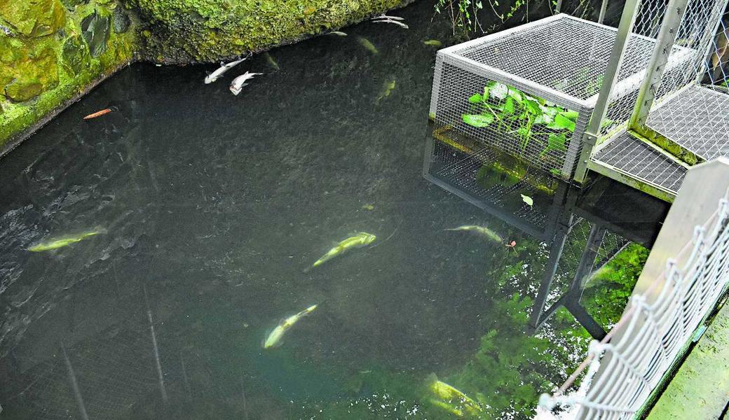 Wann Ernst Kaufmann wieder Forellen in seinen Teich setzt, seht nicht fest. 