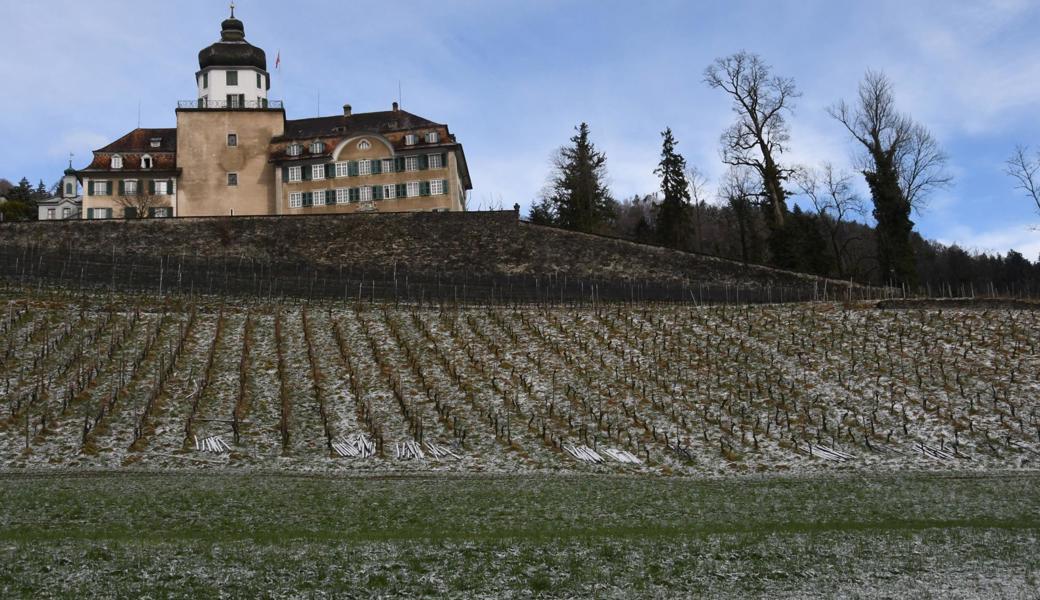 Den unteren Teil des Rebberges auf dem Gut Schloss Grünenstein will Wein Berneck terrassieren. 