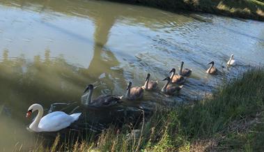 Grossfamilie Schwan beim Sonntagsschwimmgang