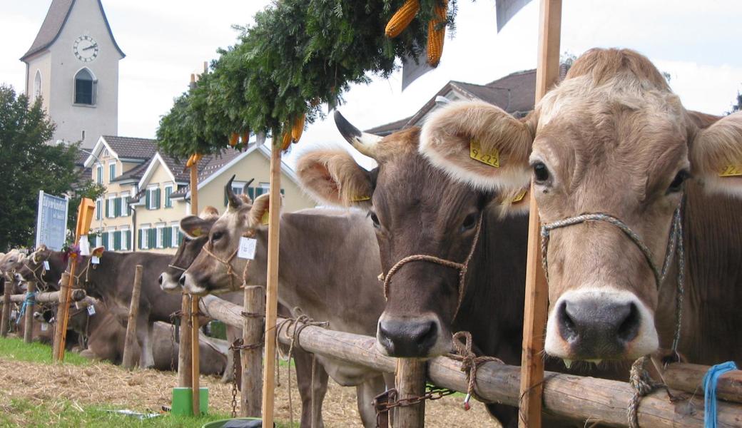 In Oberegg und Wolfhalden (Bild) sind die Viehschauen gut besuchte herbstliche Attraktionen.
