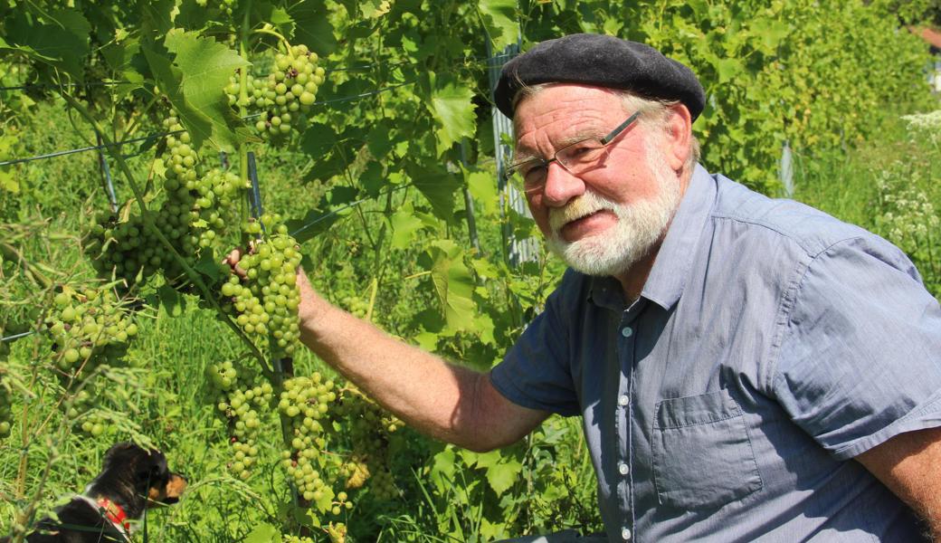 Die Trauben des Berneckers Felix Indermaur (auf dem Bild Seyval Blanc) sind nur leicht von Echtem Mehltau befallen.
