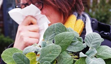 Aus dem Garten: Salbei heilt und lindert