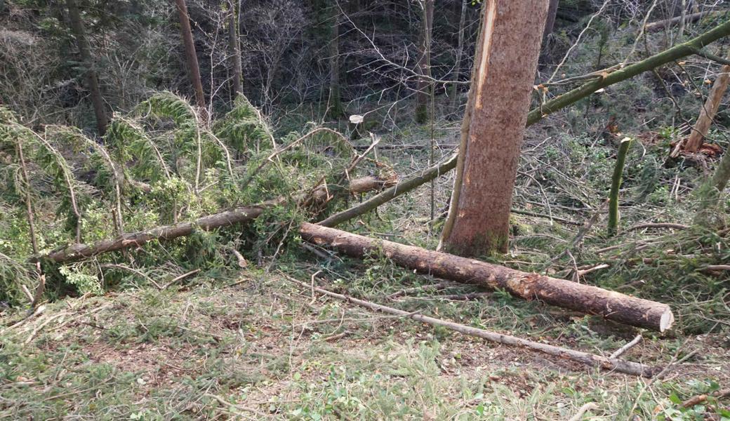 Die Forstarbeiter zogen mit der Seilwinde einen um die 20 Meter langen Stamm zur Waldstrasse hoch, als das Seil riss.