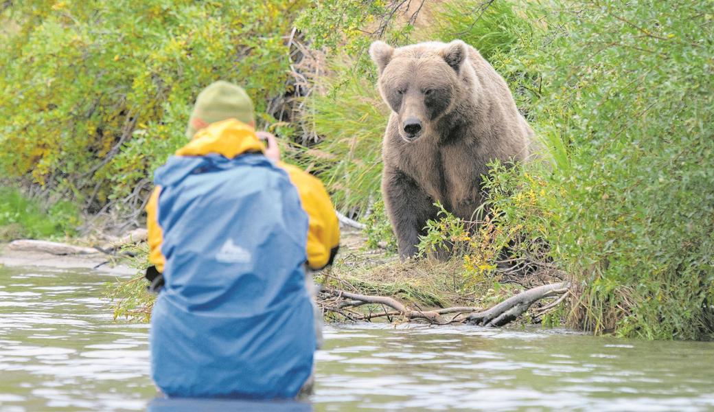 Der Guide von Roman Schmid ging auf Tuchfühlung mit dem Grizzlybären.