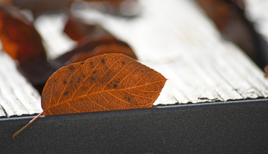 Aus Laub lässt sich gehaltvoller Kompost machen