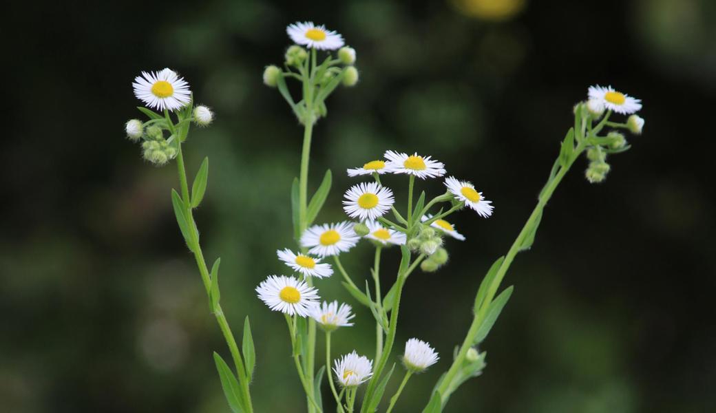 Das Einjährige Berufkraut erinnert an hochgewachsene Gänseblümchen.