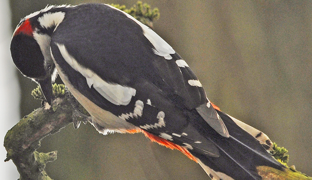 So helfen Talg und Mehlwürmer Wildvögeln sicher durch den Winter