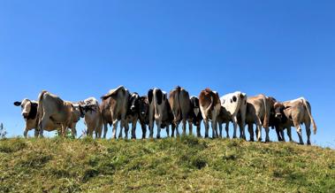 Sich gegenseitig Schatten spenden auf der Alp Oberkamor