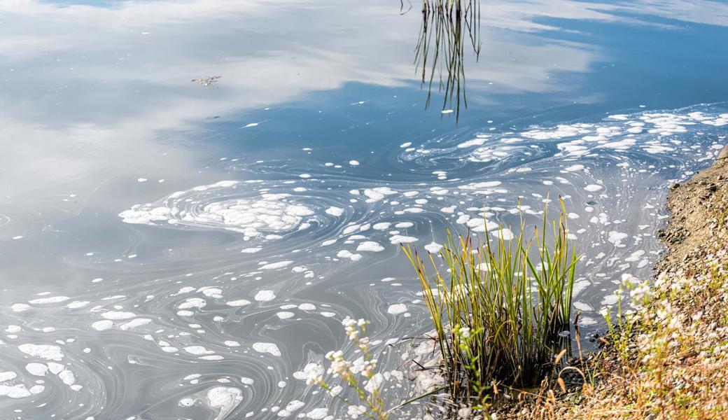 «80 Badewannen belastetes Waschabwasser am Tag»: Rheintaler Gemüsebauer wegen mehrfachen Vergehens gegen das Wasserschutzgesetz verurteilt.