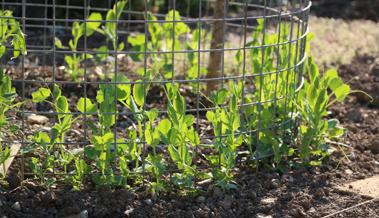 Garten: Winterkefen spät säen