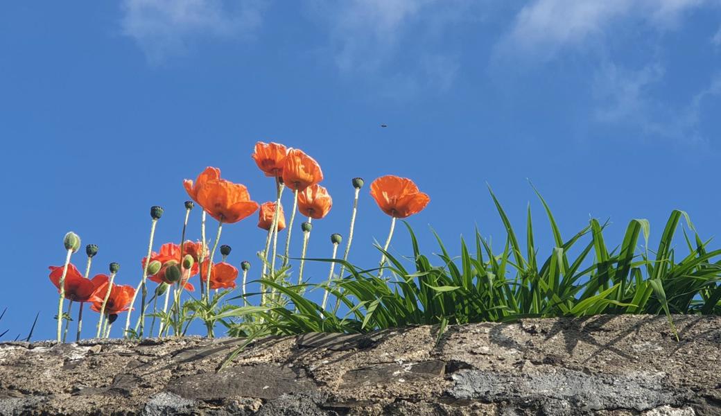 Mohnblumen, die Lieblingsblumen von Celine.