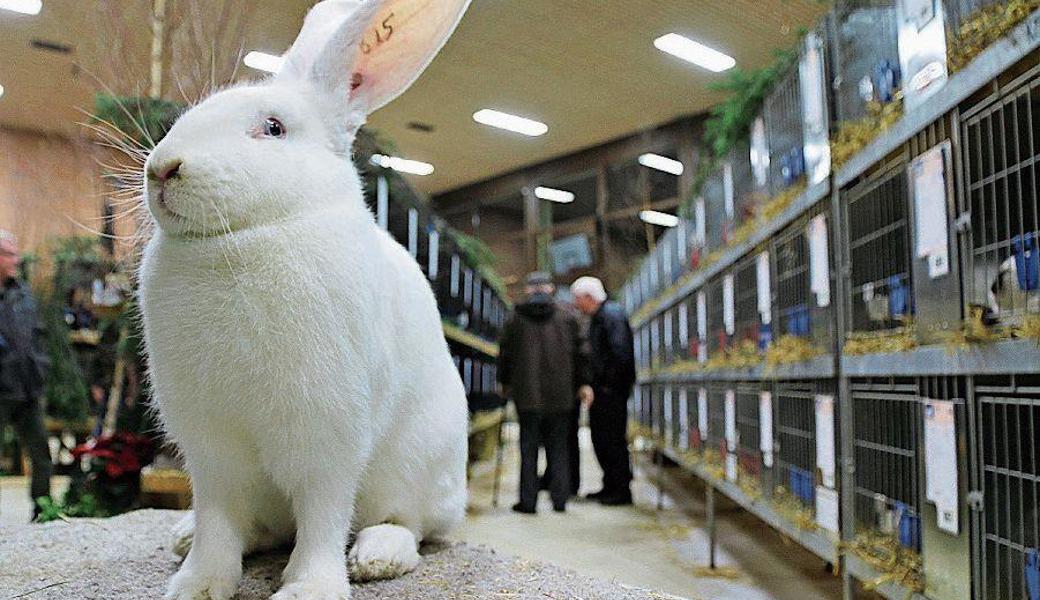 Dieser «Weisse Riese» ist ein Champion mit höchsten Bewertungen.