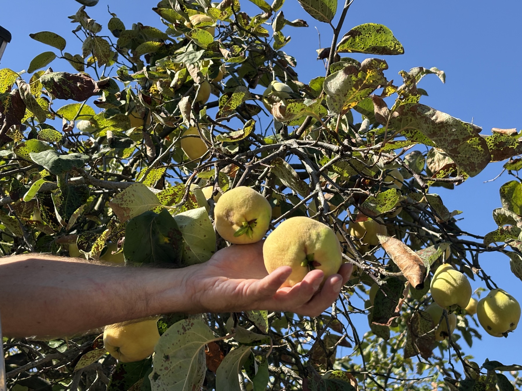 Wie aus Quitten goldenes Gelée wird – ein duftendes Stück Herbstsonne ...