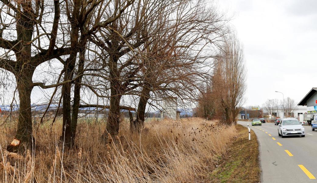 Schlimmstenfalls könnten Bäume auf die stark befahrene Burietstrasse fallen.