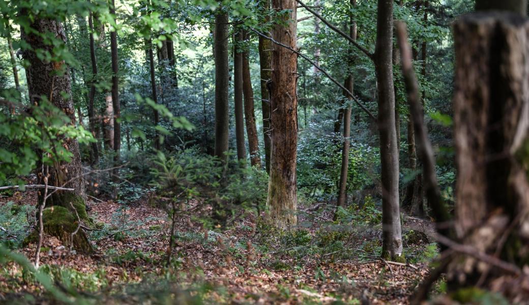 Der Wald ist zentral für die Biodiversität – und liebt das Chaos.