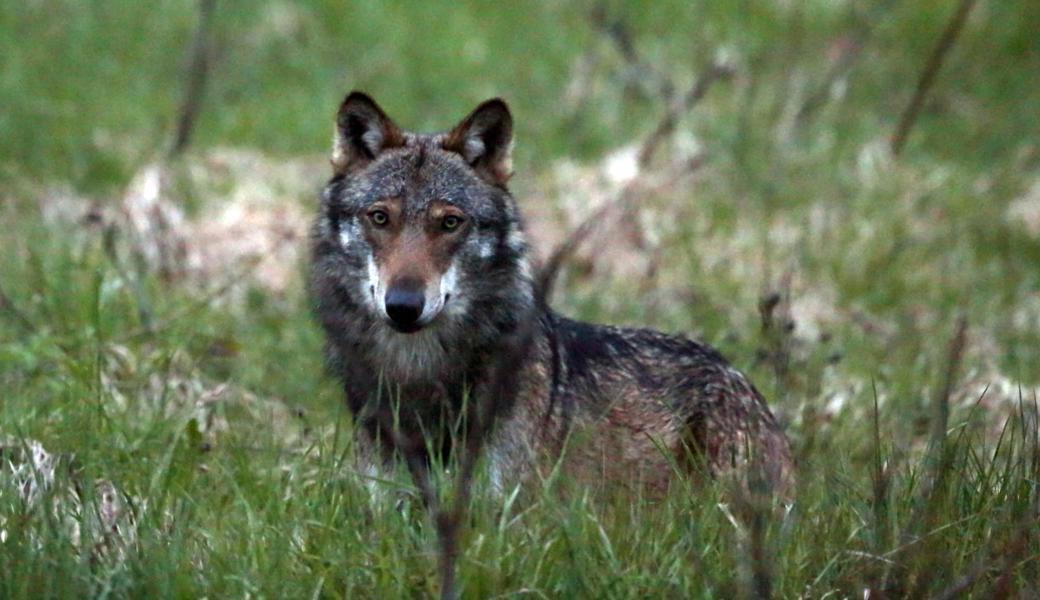 Wolf in der Schweiz: Fotografiert im Jahr 2013 im Wallis.