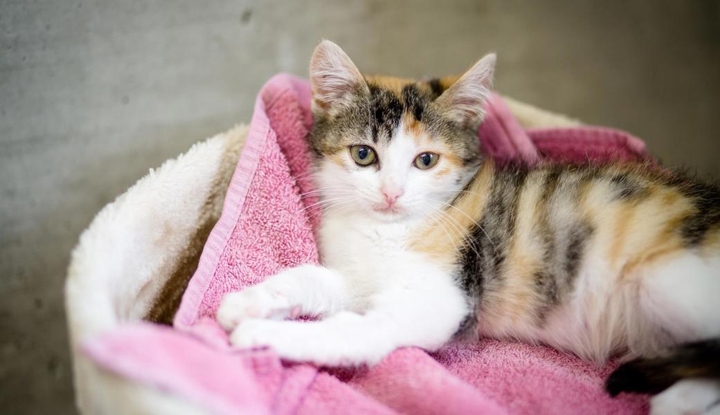 In Heerbrugg hat ein Unbekannter auf eine Katze geschossen.