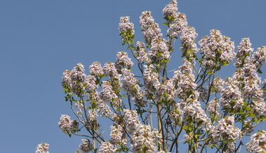 Wunderschön anzusehen, aber die Blüten des Blauglockenbaums sind gefährlich