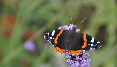 Gartentipp: Der Wanderer