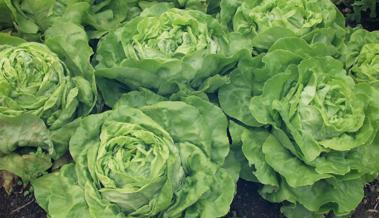 Garten: Vor Frost schützen