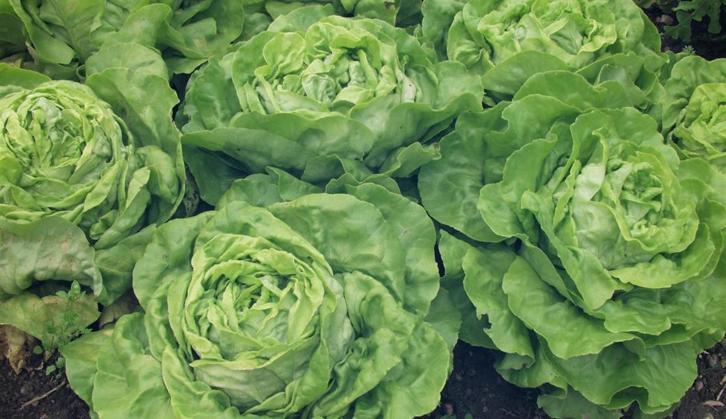 Überwinternde Salatsetzlinge bringen im Frühling die ersten erntefähigen Köpfe. 