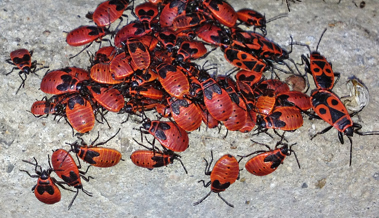 Feuerwanzen sind rot, ungeliebt, nützlich und sonnen sich gern in Gruppen