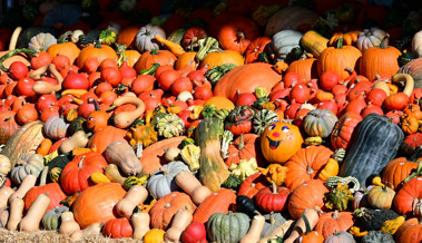 Der Herbst schenkt Trost inmitten von Vergänglichkeit