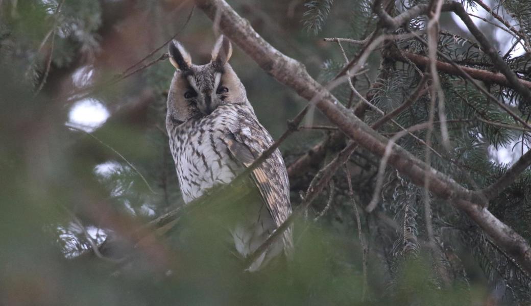 Mit ihren grossen Augen blickt die Waldohreule auf die Besucher am Rohr.