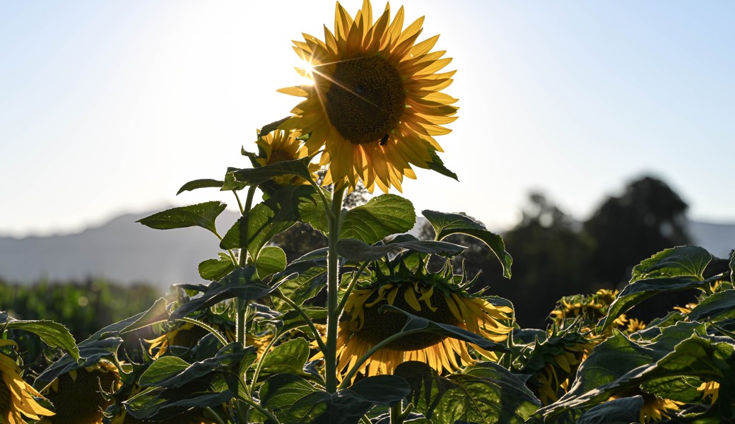 Strahlt im Abendlicht: Sonnenblume an der Ochsengasse