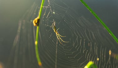 Zum Sonntag: Das Netz der Liebe ausbreiten