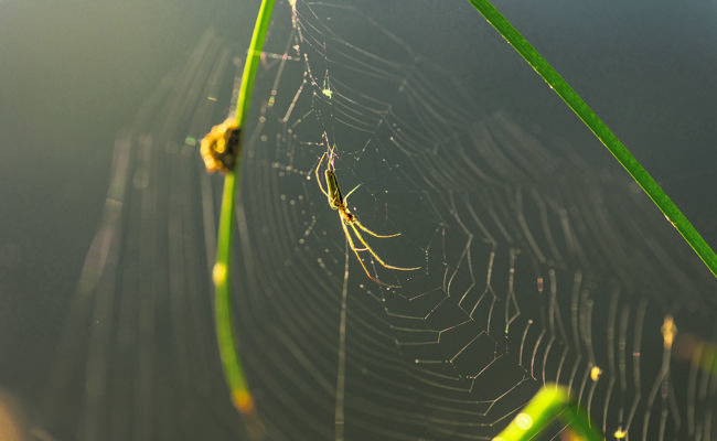 Zum Sonntag: Das Netz der Liebe ausbreiten
