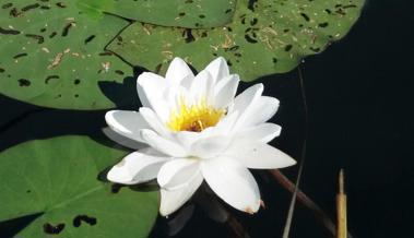 Aus christlicher Sicht: Getragen vom Wasser